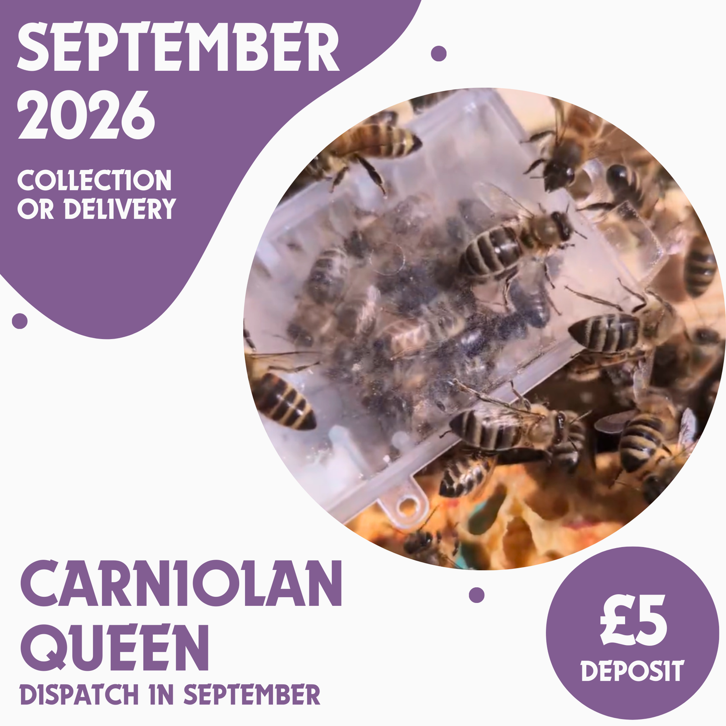 Carniolan Queen - Open Mated - Ready September 2026