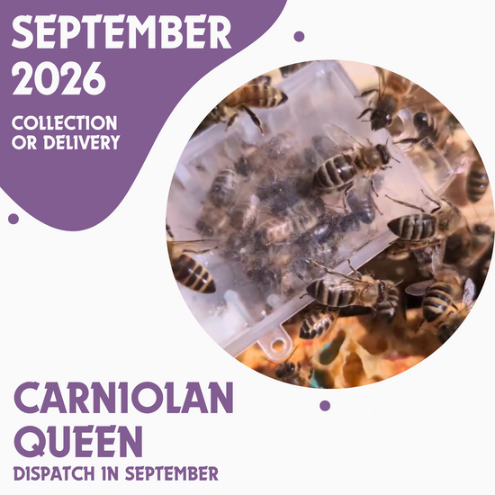 Carniolan Queen - Open Mated - Dispatch September 3rd 2026