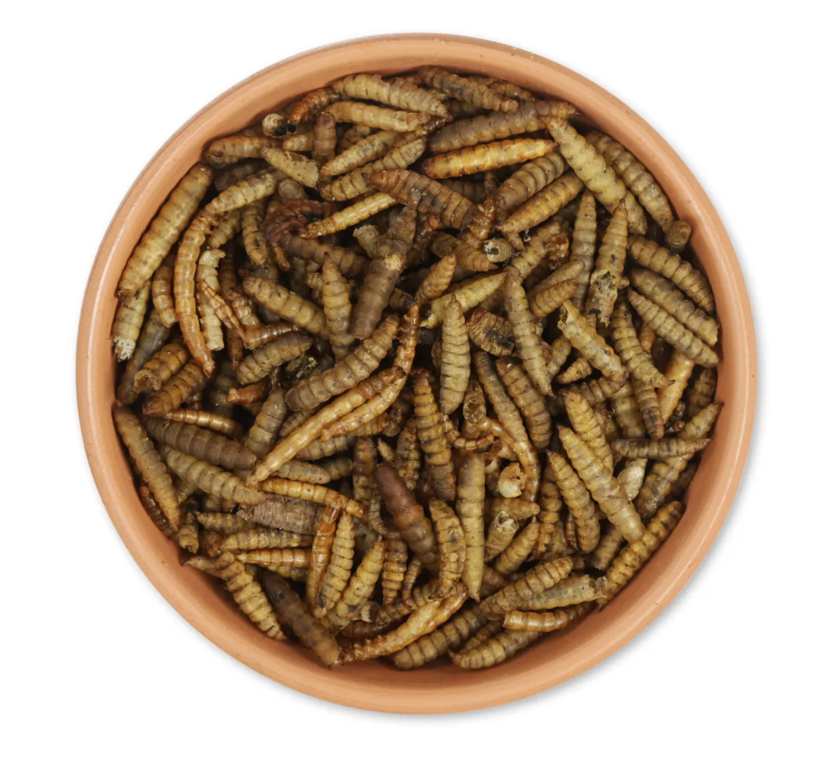 Protein Rich Dried Insect Tub 700g