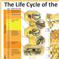 The Life Cycle of the Honeybee Family A1 Poster