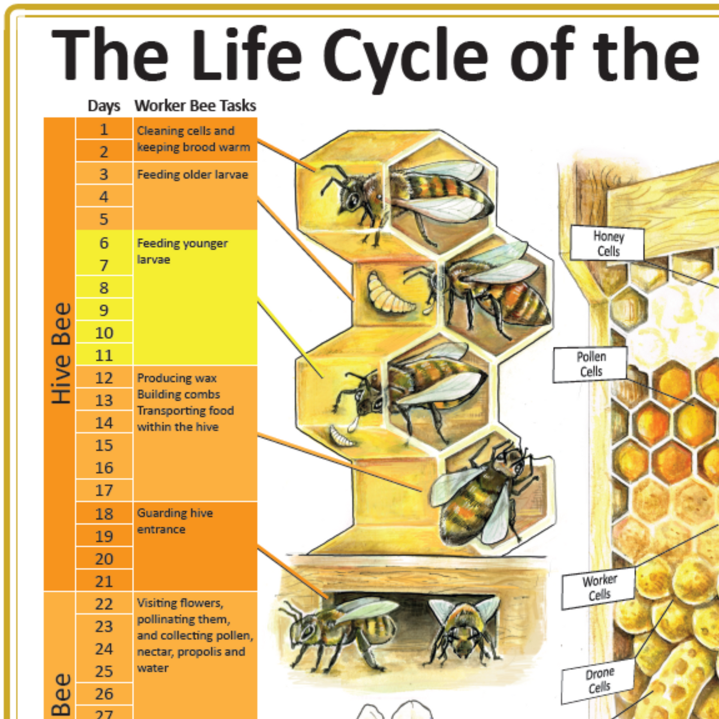 The Life Cycle of the Honeybee Family A1 Poster