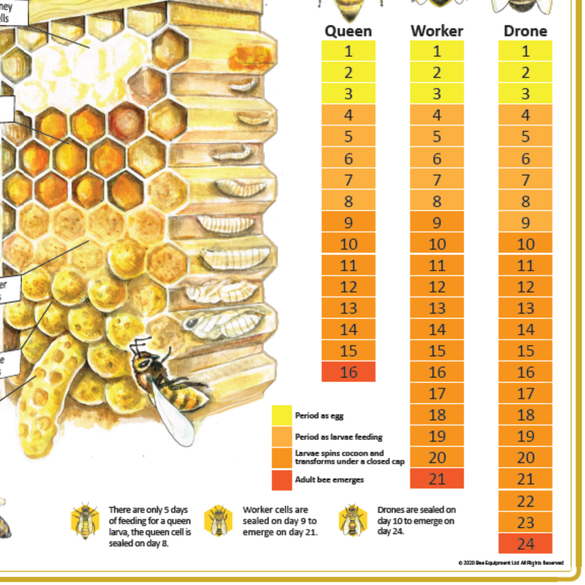 The Life Cycle of the Honeybee Family A1 Poster