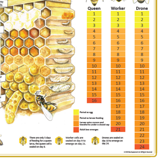 The Life Cycle of the Honeybee Family A1 Poster
