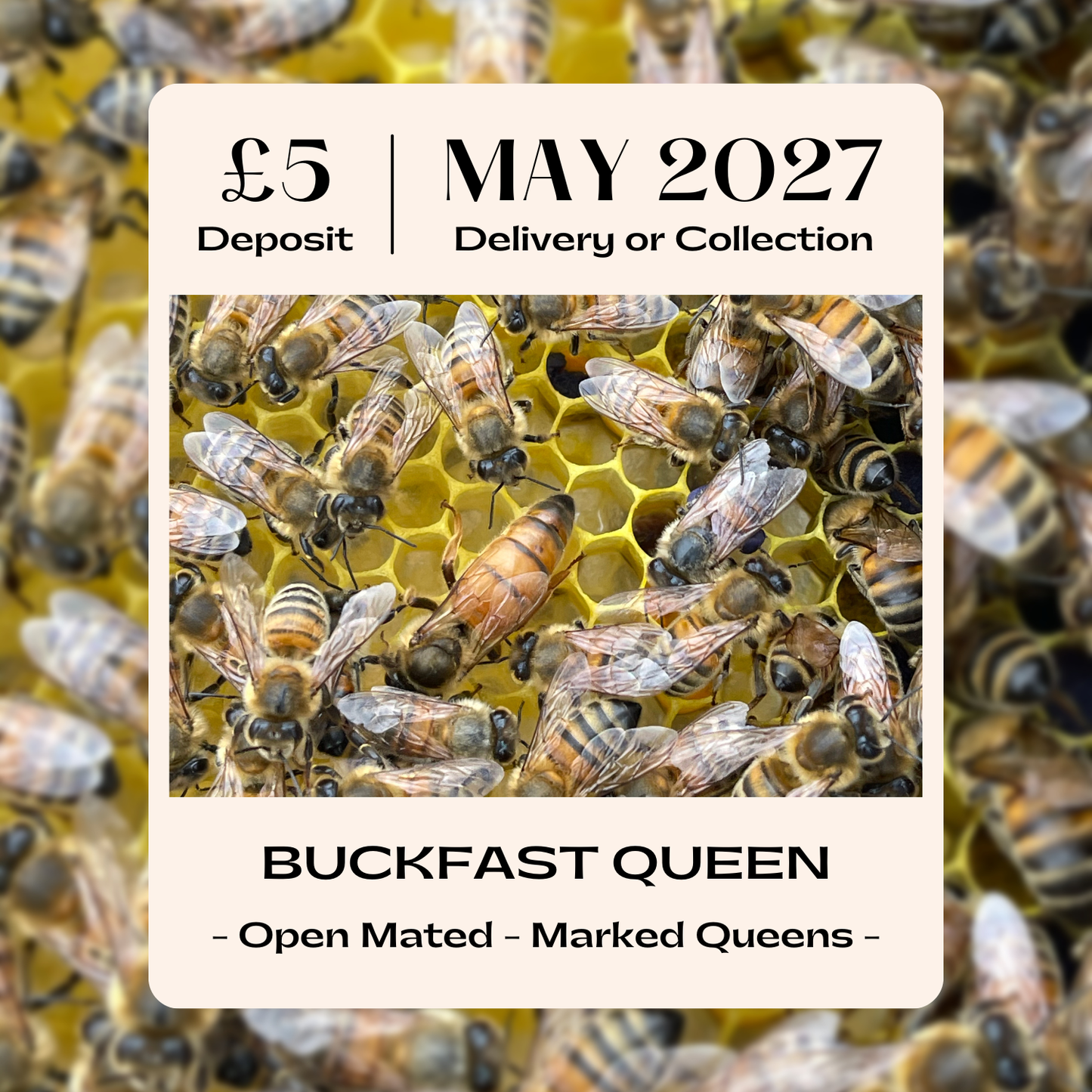 Buckfast Queen - Open Mated - Ready May 2027