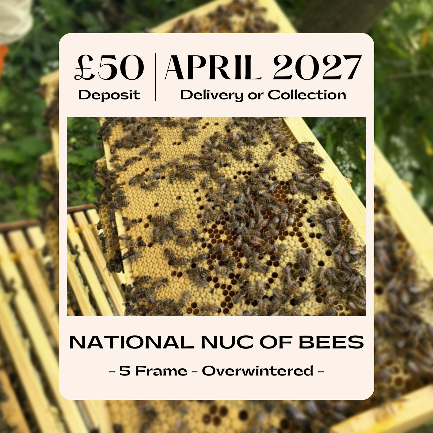 National 5 Frame Nuc of Bees - Buckfast - Ready April 2027