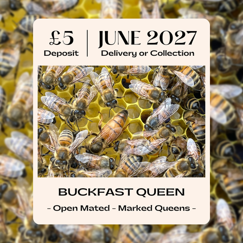 Buckfast Queen - Open Mated - Dispatch 24th June 2027