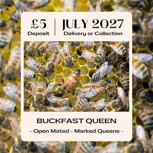 Buckfast Queen - Open Mated - Dispatch 29th July 2027
