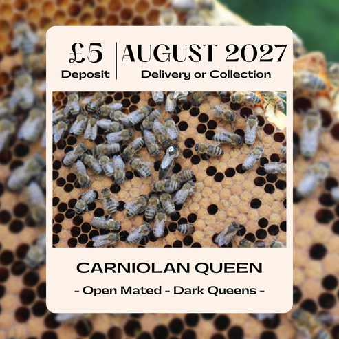Carniolan Queen - Open Mated - Dispatch 26th August 2027