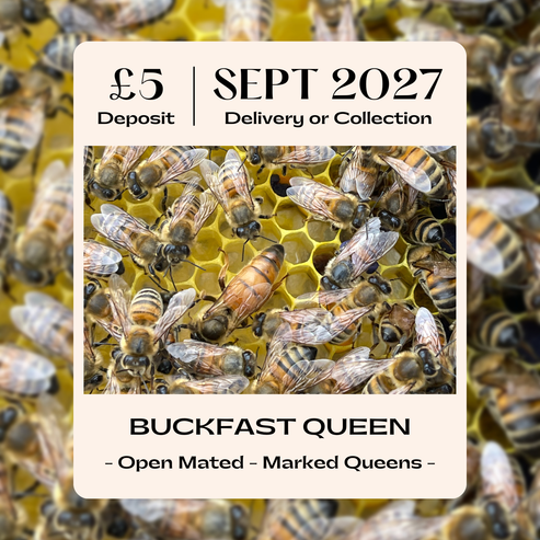 Buckfast Queen - Open Mated - Dispatch 30th September 2027