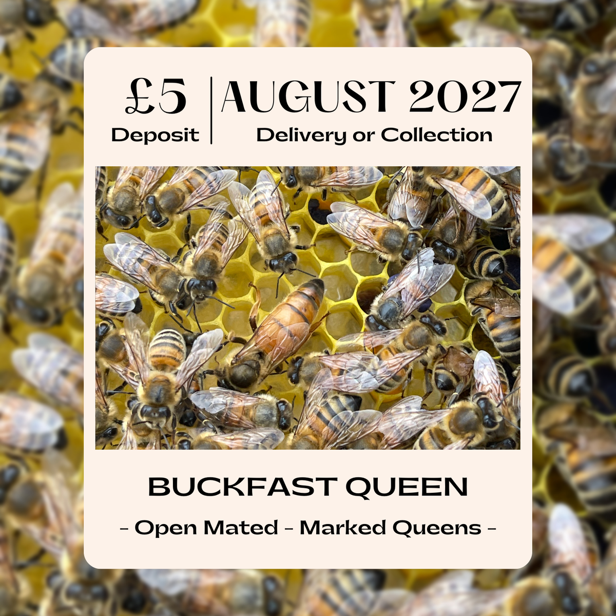 Buckfast Queen - Open Mated - Dispatch 26th August 2027