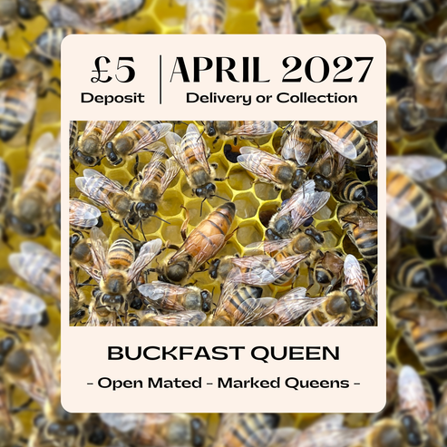 Buckfast Queen - Open Mated - Dispatch 29th April 2027