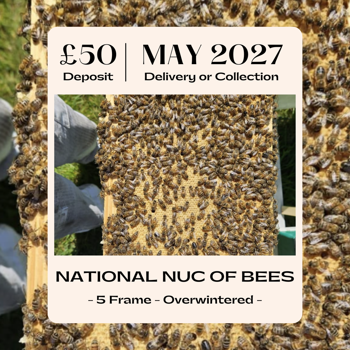 National 5 Frame Overwintered Nuc of Bees - Buckfast - Ready May 2027