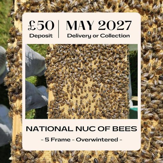 National 5 Frame Overwintered Nuc of Bees - Buckfast - Ready May 2027