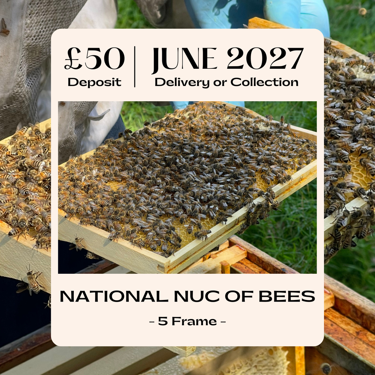 National 5 Frame Nuc of Bees - Buckfast - Ready June 2027