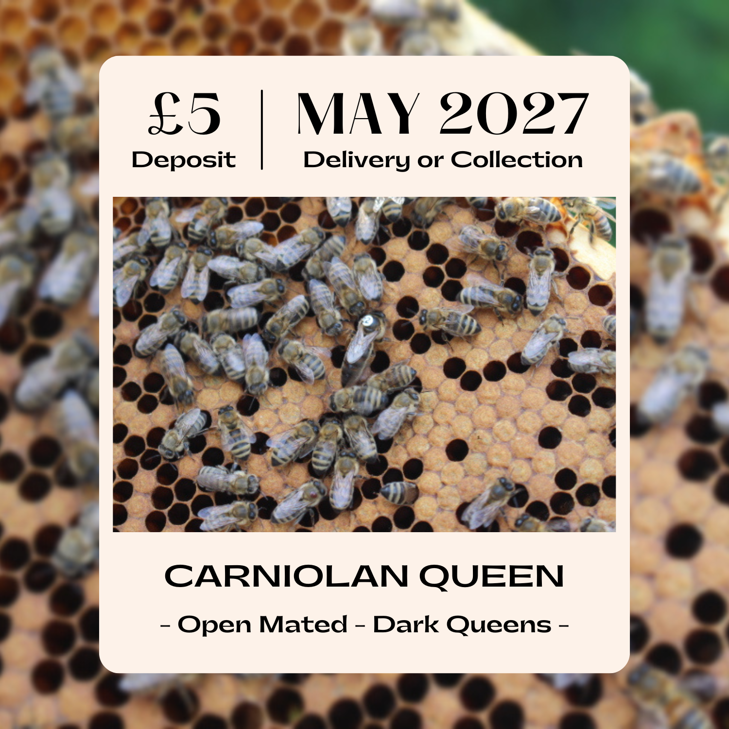 Carniolan Queen - Open Mated - Ready May 2027